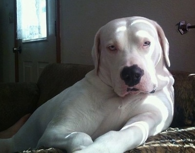 Close up - A white American Bulldog is sitting on a couch and there is a door behind it.