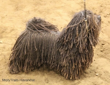 havanese dog long hair dogs