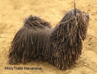 Right Profile - A corded Havanese is standing in sand and looking up and to the right