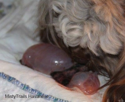 Close up - A Dam that is eating a placenta on a pillow.