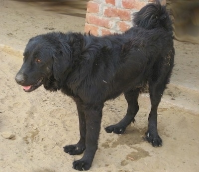 Black gaddi dog 2025