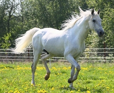 Action shot - a white Horse is running across a field.