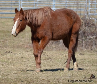 A brown with white Horse is walking across a field. Its head is level with its body.