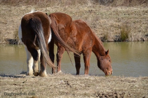 A brown horse is drinking out of a pond with a paint pony walking up from behind it.