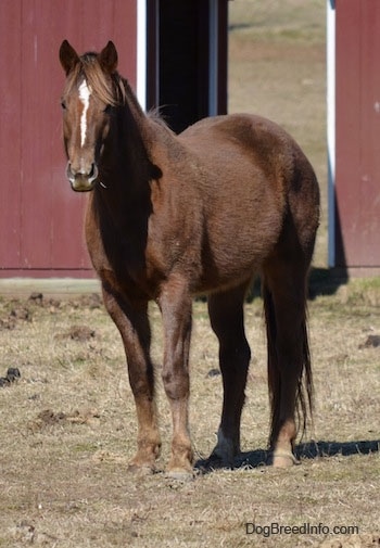 A brown with white Appendix Horse is standing in grass and it is looking forward. There are two red with white barns behind it.