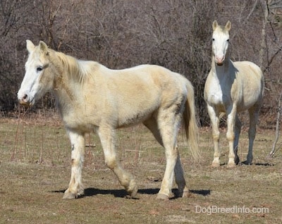 A fuzzy tan with white Horse is walking across a field. Its head is level with its body.