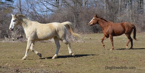 A tan with white Horse and a brown with white Horse are running across a field.