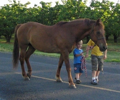 Two blonde haired boys are leading a brown Horse down a road.