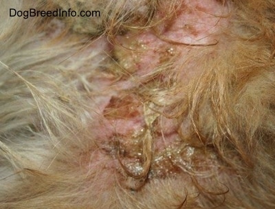 Close Up - a scabby red and pink spot on a dog that is infected with green-yellow puss