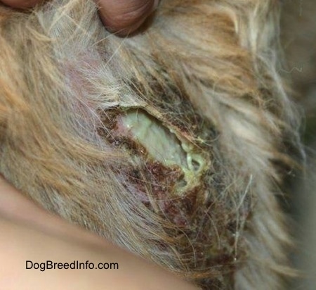 Close Up - a yellow-green, oozing puss, scabbed spot on a dog 