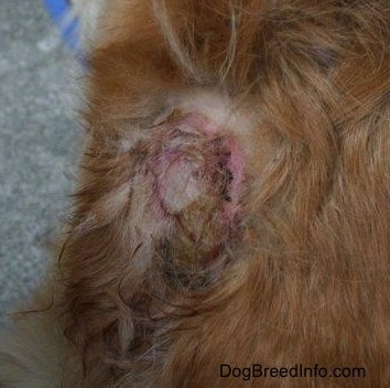 Close Up - a scabby red, black, brown and raw pink spot on a dog