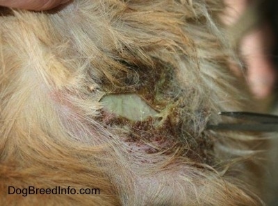 Close Up - a yellow-green, oozing puss, scabbed spot on a dog with tweezers moving close to the infected area