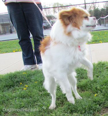 A white with tan Dog is jumping and pulling while on a leash