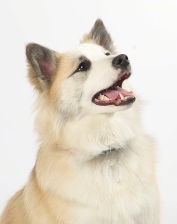 Upper body shot - A tan with white Icelandic Sheepdog is sitting in front of a white backdrop