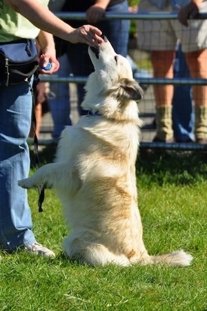 A tan with white Icelandic Sheepdog is sitting on its hind legs with its front legs in the air. It is being fed a treat by a person