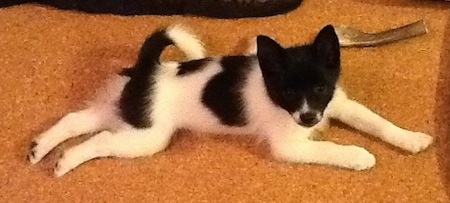 A white with black Imo-Inu is laying on carpet with an elk horn bone behind it. 