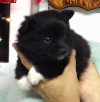 A small black with white Imo-Inu puppy is being held in the air in the hands of a person