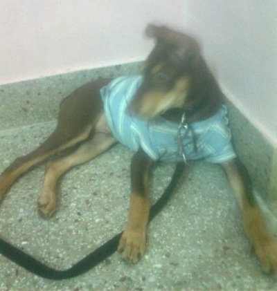 Front side view - A black with tan Pariah Dog is wearing a light blue striped shirt laying in the corner of a room looking to the left.