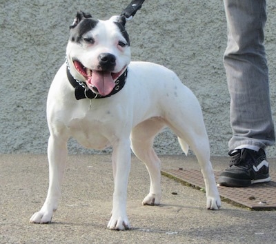 irish blue staffy puppy