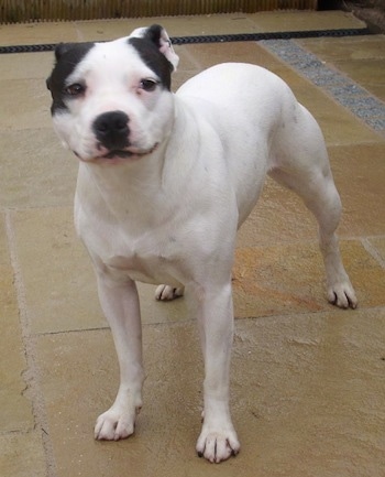 A white with black Irish Staffordshire Bull Terrier is standing on a tan stone floor