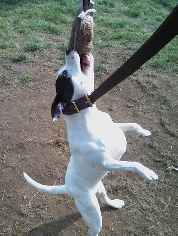 A white with black Irish Staffordshire Bull Terrier is standing on its hind legs and biting a toy on a stick