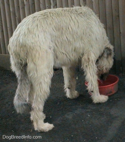 A white with tan Irish Wolfhound is drinking out of a red water bowl