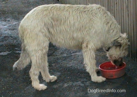 Right Profile - A white with tan Irish Wolfhound is drinking water out of a red bowl