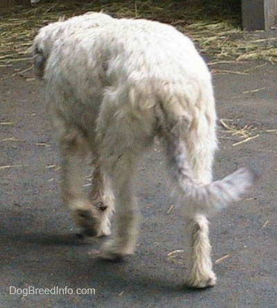 The backside of a white with tan Irish Wolfhound that is walking across a blacktop path.