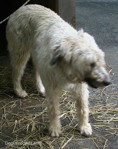 A white with tan Irish Wolfhound is standing in dirt and it is moving its head