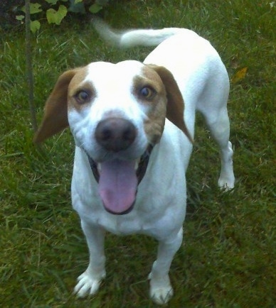 A smiling, happy looking white with brown Istrian Shorthaired Hound dog is standing in grass with its tail wagging.