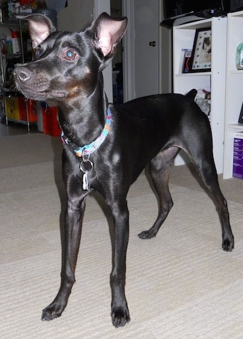 gray miniature pinscher