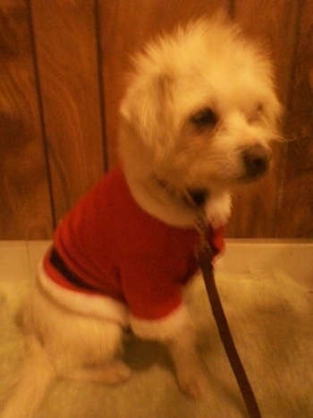 A white Italian Tzu is wearing a Santa Claus jacket sitting in front of a wood paneling wall.