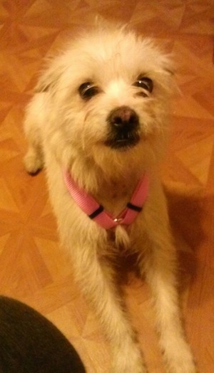 A white Italian Tzu is wearing a pink harness laying on a brown floor looking up