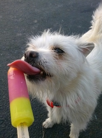 A white Italian Tzu is standing on a black top licking a pink and yellow ice pop that a person is holding.