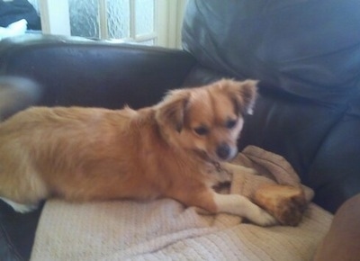 A tan with white Jack Chi is laying on a blanket on a brown leather couch with a bone in front of it