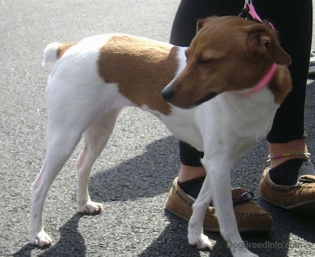 A white with tan Jack Russell Terrier is standing next ot a person in black pants and brown shoes on a black top surface and looking back