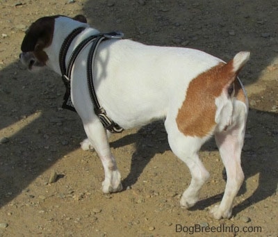 A white with tan Jack Russell Terrier is walking away from the camera across dirt and into a persons shadow