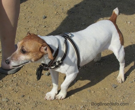 A white with tan Jack Russell Terrier is wearing a black leather harness standing in dirt and it is next to a person