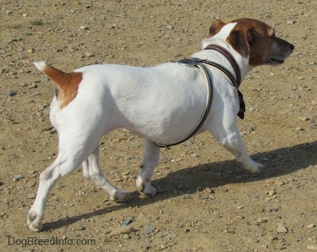 A white with tan Jack Russell Terrier is running across dirt away from the camera
