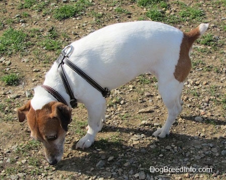 A white with tan Jack Russell Terrier is sniffing dirt, rocks and patchy grass