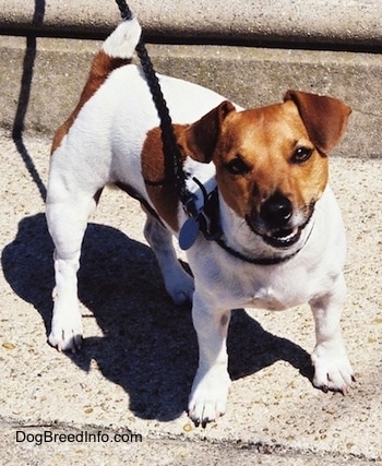 A tan and white happy looking short-legged dog standing on a cement step outside.