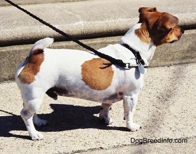 A short legged white with tan Jack Russell Terrier is standing in front of a stone step