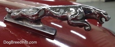 Jaguar emblem on a car