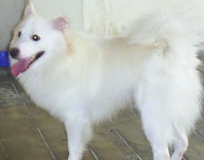 Japanese Spitz Dog Breed Information And Pictures