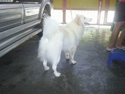 Japanese Spitz Dog Breed Information And Pictures