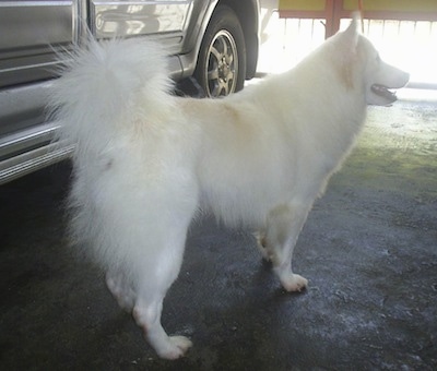 A white with tan Japanese Spitz is standing in a garage next to a vehicle.