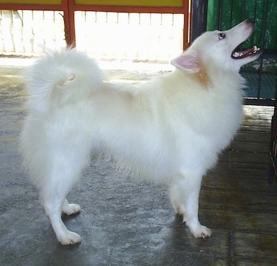 poodle and japanese spitz breed