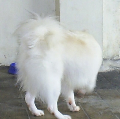 A white with tan Japanese Spitz is walking towards a bowl of water and food next to a white wall of a house.