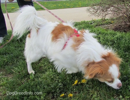 A white with tan Japillon is pullilng forward on the leash sniffing the grass with yellow dandelions next to it.