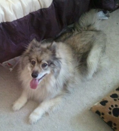 A Keeshond is laying on a tan carpet in-between a human's bed and her dog bed. The dog's mouth is open and tongue is out